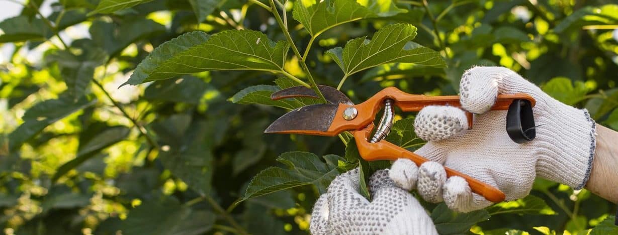 poda de arboles frutales cuando y como hacerlo para cosechas abundantes