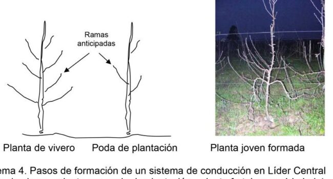 poda de ciruelos guia completa para un arbol saludable y productivo