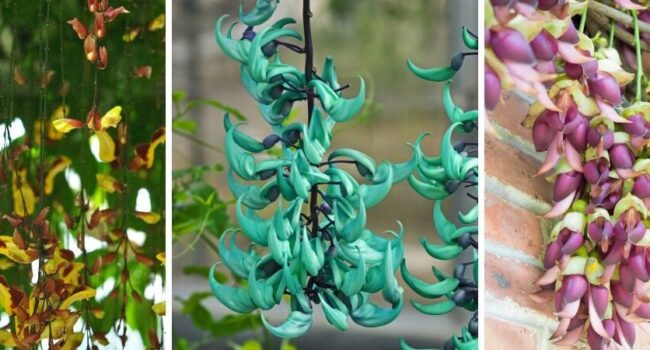 poda de jade guia paso a paso para plantas exuberantes