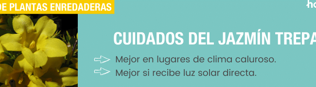 poda de jazmin guia completa para un rendimiento optimo