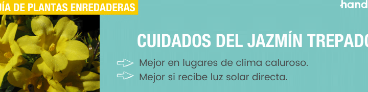 poda de jazmin guia completa para un rendimiento optimo