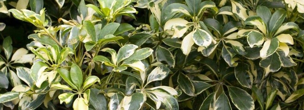 poda de la schefflera guia completa para una planta paraguas perfecta