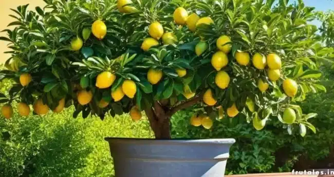 poda de limoneros guia completa para obtener mas fruta