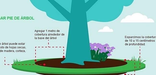 poda de mezquite guia completa para un arbol saludable