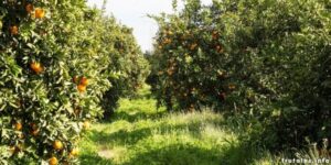 poda de naranjos guia completa para un arbol saludable y productivo