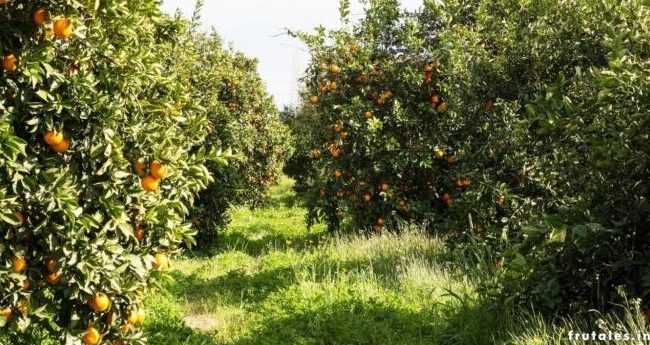 poda de naranjos guia completa para un arbol saludable y productivo