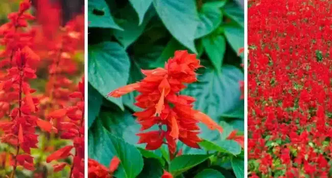 poda de petunias guia definitiva para flores exuberantes