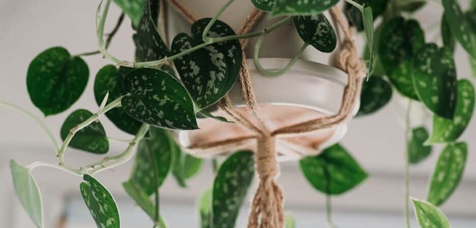 podar pothos guia paso a paso para una planta mas frondosa