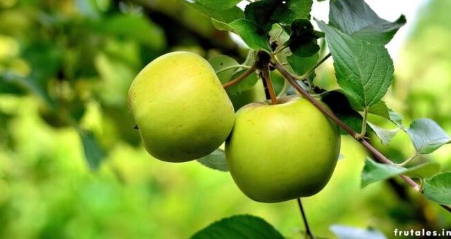 polinizacion de manzanos guia para una cosecha exuberante