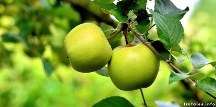 polinizacion de manzanos guia para una cosecha