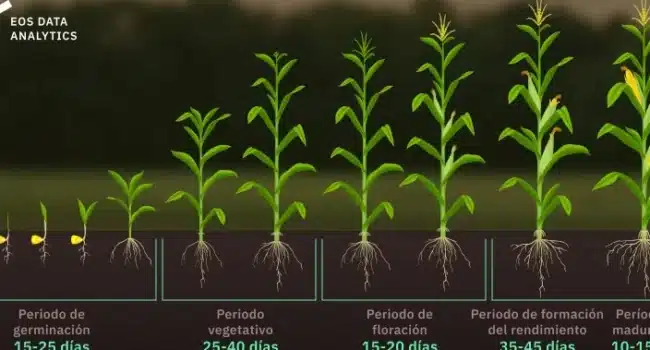 polinizar maiz a mano guia paso a paso para una cosecha abundante