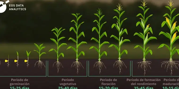 polinizar maiz a mano guia paso a paso para una cosecha abundante