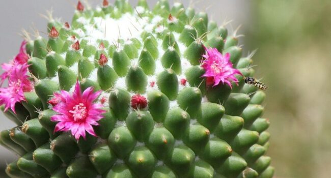 por que mi cactus no florece guia para conseguir flores en tu cactus