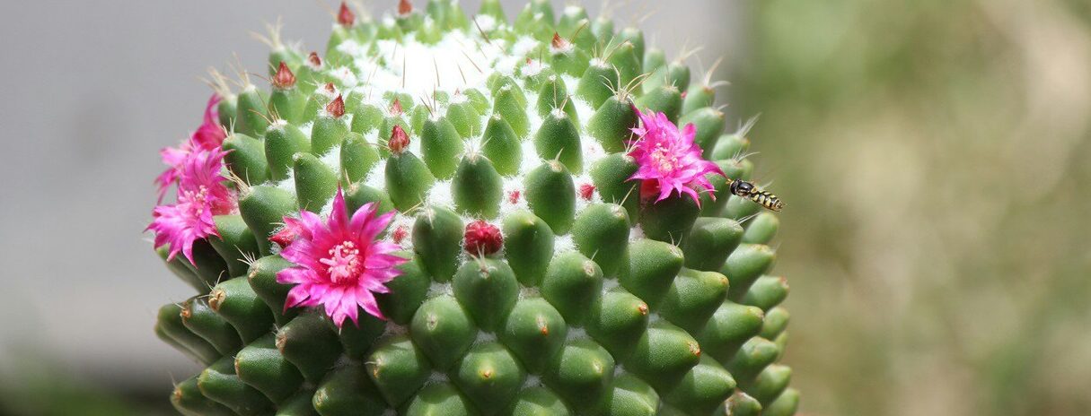 por que mi cactus no florece guia para conseguir flores en tu cactus