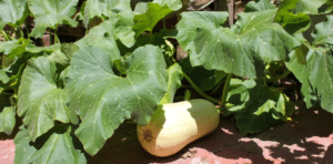 por que mi calabaza florece pero no da frutos guia completa para la polinizacion