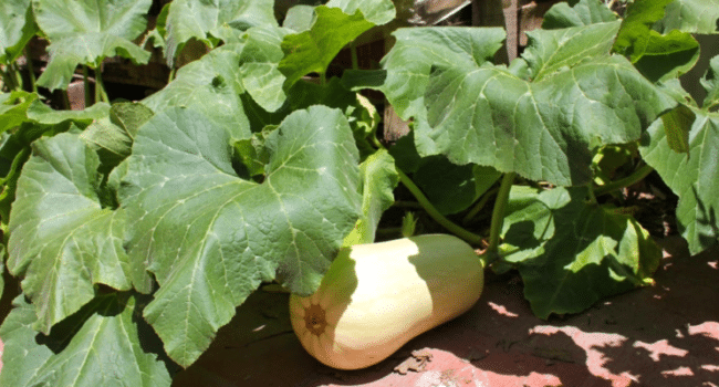 ¿Por qué mi calabaza florece pero no da frutos? Guía completa para la polinización