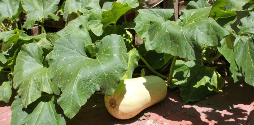 ¿Por qué mi calabaza florece pero no da frutos? Guía completa para la polinización