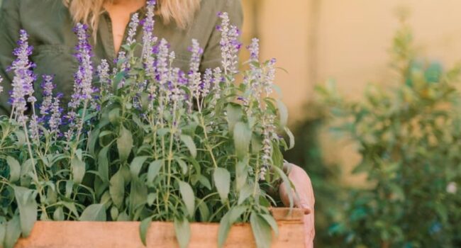 por que mi lila no florece guia para una floracion abundante