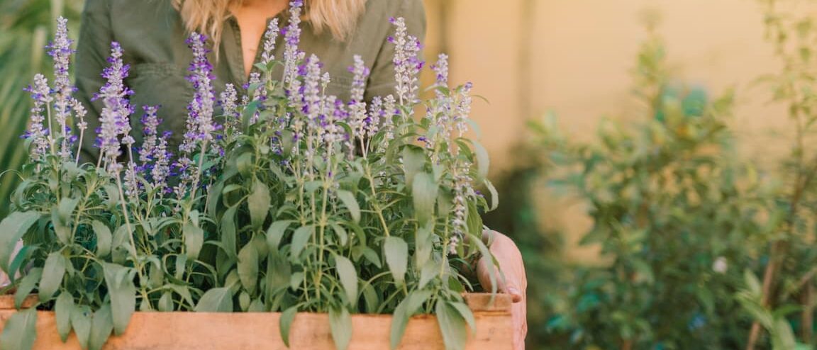 por que mi lila no florece guia para una floracion abundante