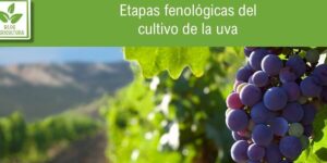 por que tu vid no da uvas guia para una cosecha abundante