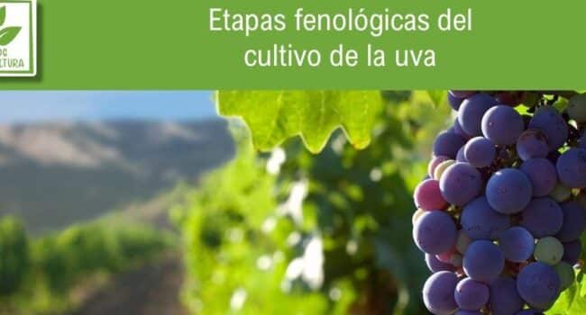 por que tu vid no da uvas guia para una cosecha abundante