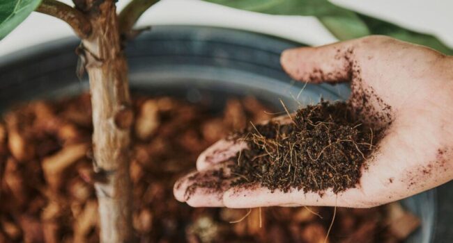 Posos de café para el jardín: Fertilizante natural para vegetales