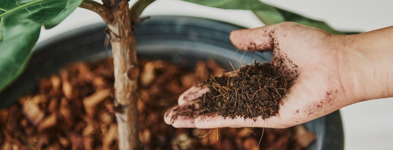 Posos de café para el jardín: Fertilizante natural para vegetales