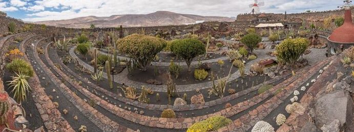 propagacion de cactus barril guia paso a paso para multiplicar tus plantas