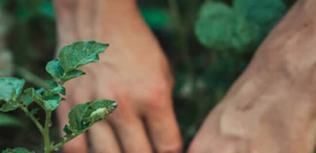 propagacion de ficus guia completa para esquejes y acodo aereo