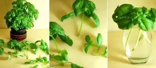 propagar albahaca guia completa para cultivarla en agua y tierra