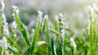 protege tus plantas del frio guia definitiva para sobrevivir a las heladas