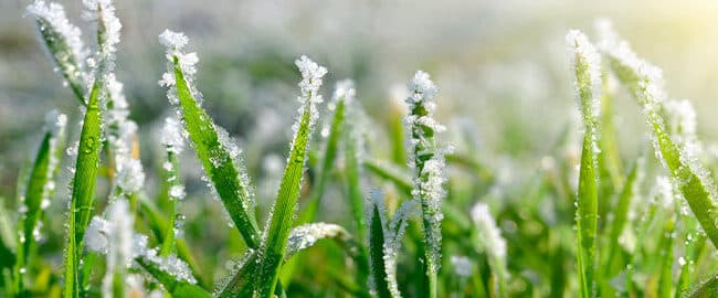 protege tus plantas del frio guia definitiva para sobrevivir a las heladas