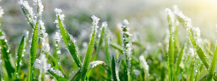 protege tus plantas del frio guia definitiva para sobrevivir a las heladas