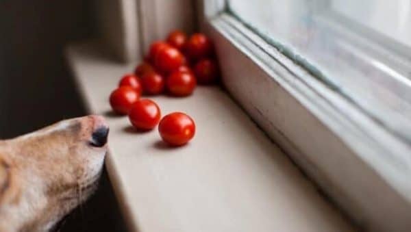 pueden los perros comer tomates guia para cultivar tomates con mascotas