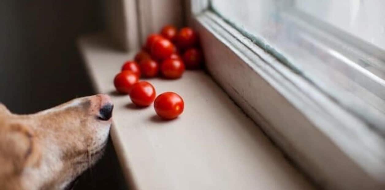 pueden los perros comer tomates guia para cultivar tomates con mascotas