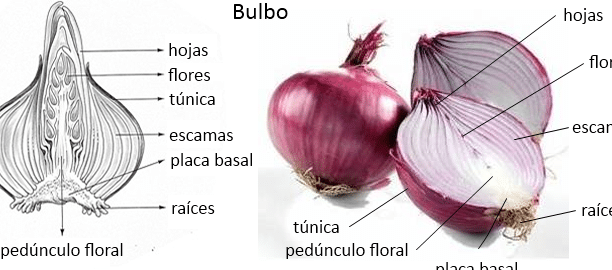 que son los rizomas y como funcionan en las plantas