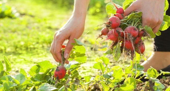 quince en temporada cuando y como cosechar esta fruta aromatica