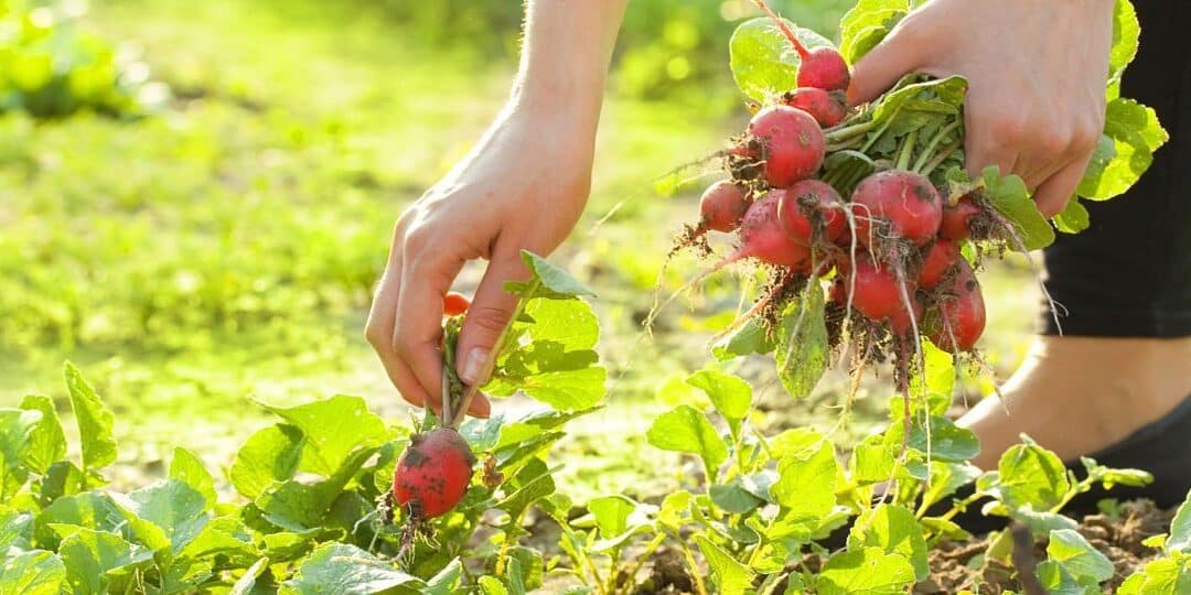 quince en temporada cuando y como cosechar esta fruta aromatica