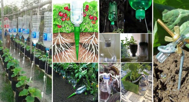 Regar Plantas desde Abajo: La Técnica para Raíces Saludables