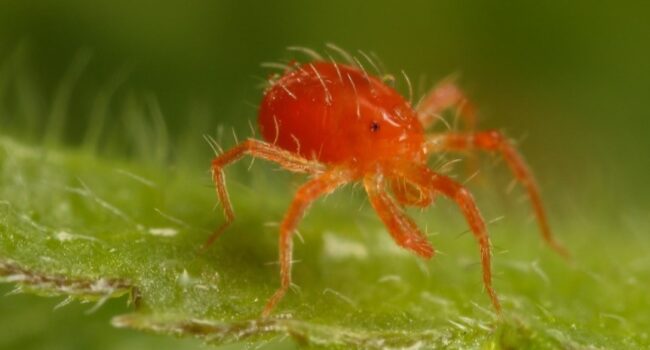 Replantar Plantas Araña: Guía Completa para Un Crecimiento Exuberante