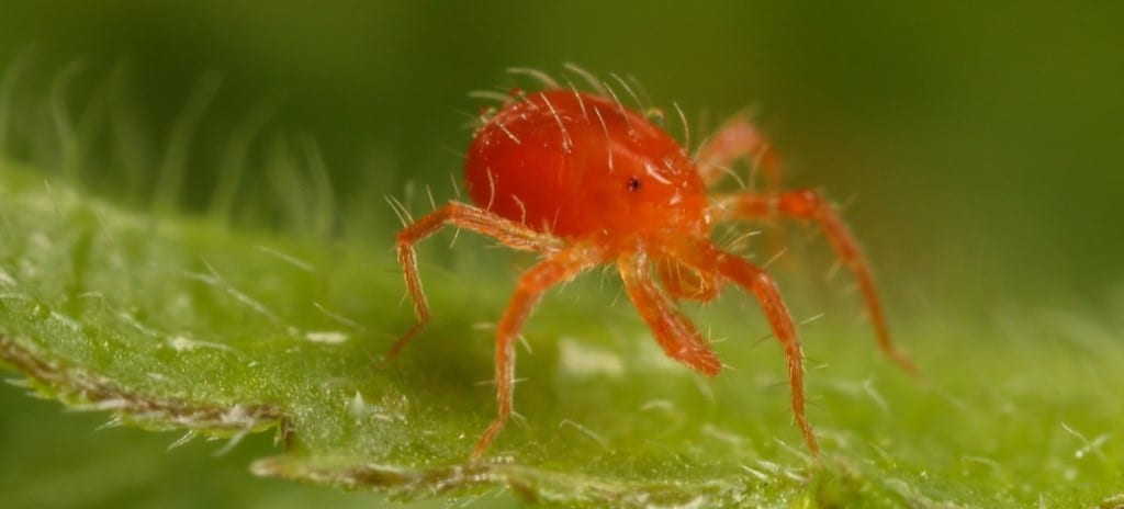 Replantar Plantas Araña: Guía Completa para Un Crecimiento Exuberante