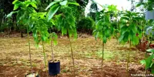 riego de arboles recien plantados cuanto y como hacerlo para su exito