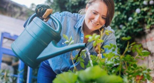 riego de plantas nuevas como hacerlo bien para un crecimiento saludable