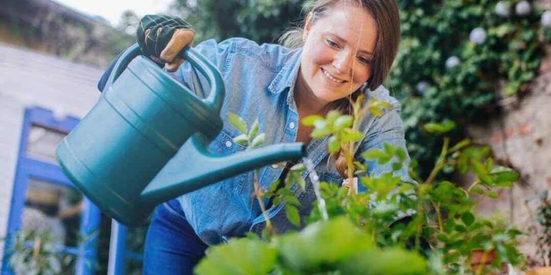 riego de plantas nuevas como hacerlo bien para un crecimiento saludable