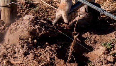 riego de vides cuanto agua necesitan tus plantas para una cosecha exitosa
