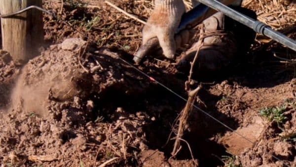 riego de vides cuanto agua necesitan tus plantas para una cosecha exitosa