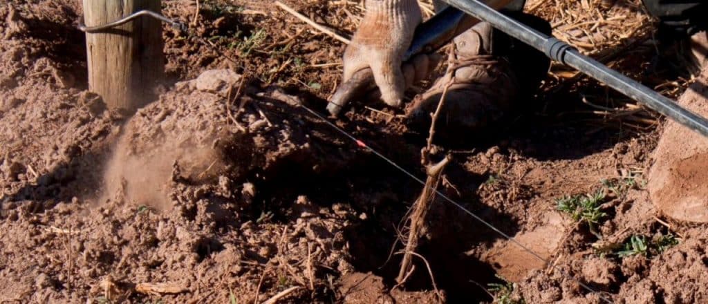riego de vides cuanto agua necesitan tus plantas para una cosecha