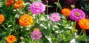 riego de zinnias cuanta agua necesitan para florecer