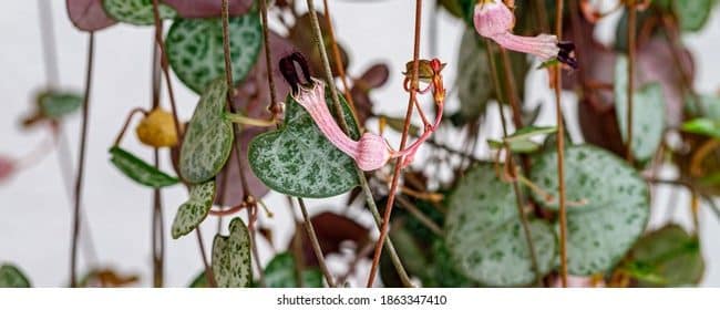 rosary vine string of hearts guia completa de cuidados y propagacion