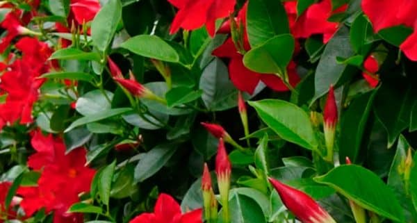rosas trepadoras para la zona 4 guia completa para jardineros